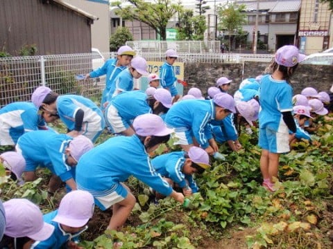 秋遠足（芋掘り）